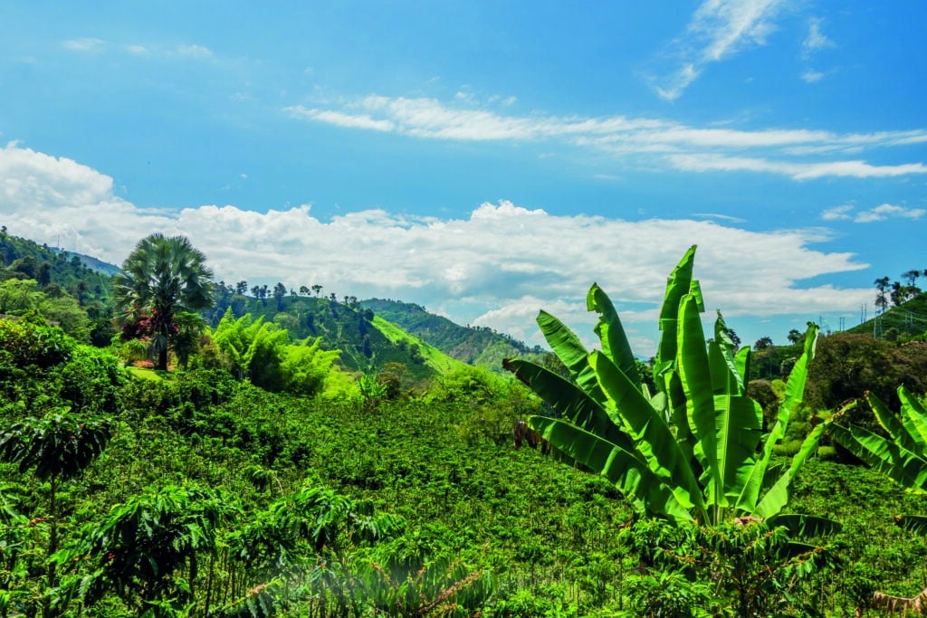 Plantations de café et bananiers dans la région andine de Colombie