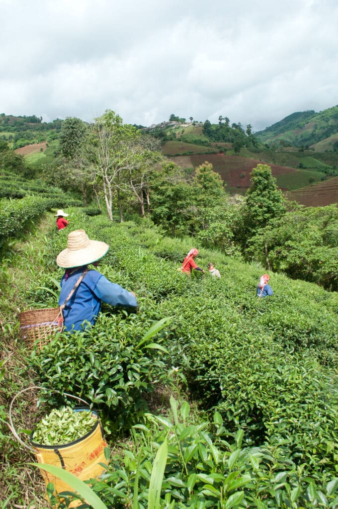Travailleurs agricoles récoltant des feuilles de thé dans les montagnes verdoyantes