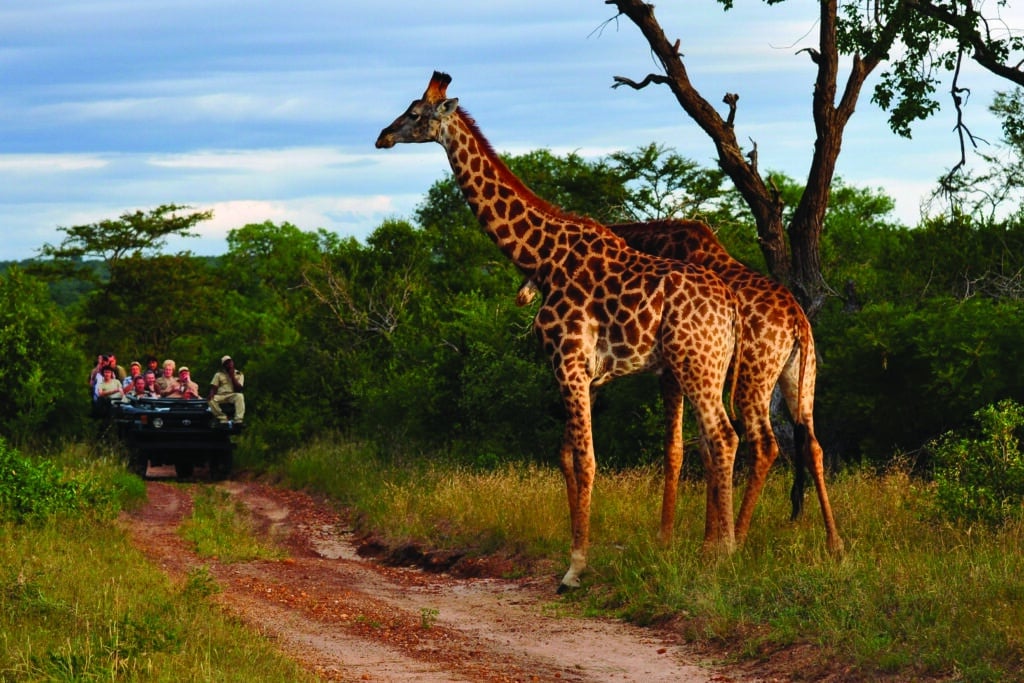 Girafe majestueuse croisant un véhicule de safari dans un parc national tanzanien