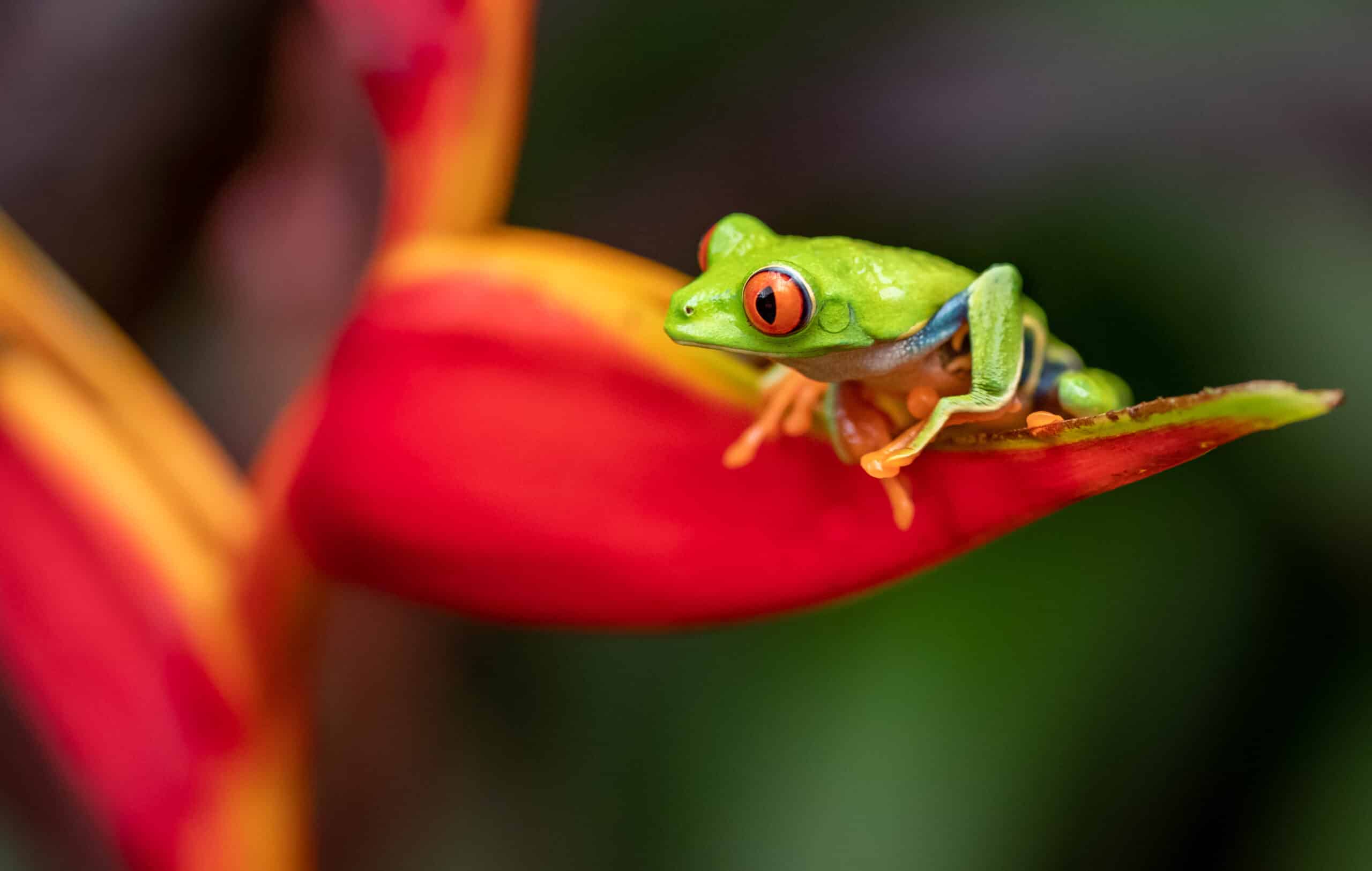 http://Grenouille%20arboricole%20aux%20yeux%20rouges%20perchée%20sur%20une%20fleur%20tropicale%20au%20Costa%20Rica