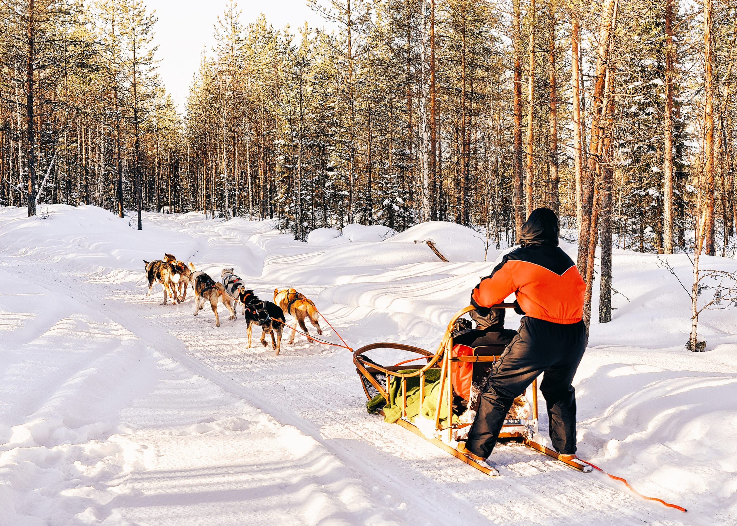 http://Excursion%20en%20traîneau%20à%20chiens%20à%20travers%20la%20forêt%20enneigée%20en%20Laponie
