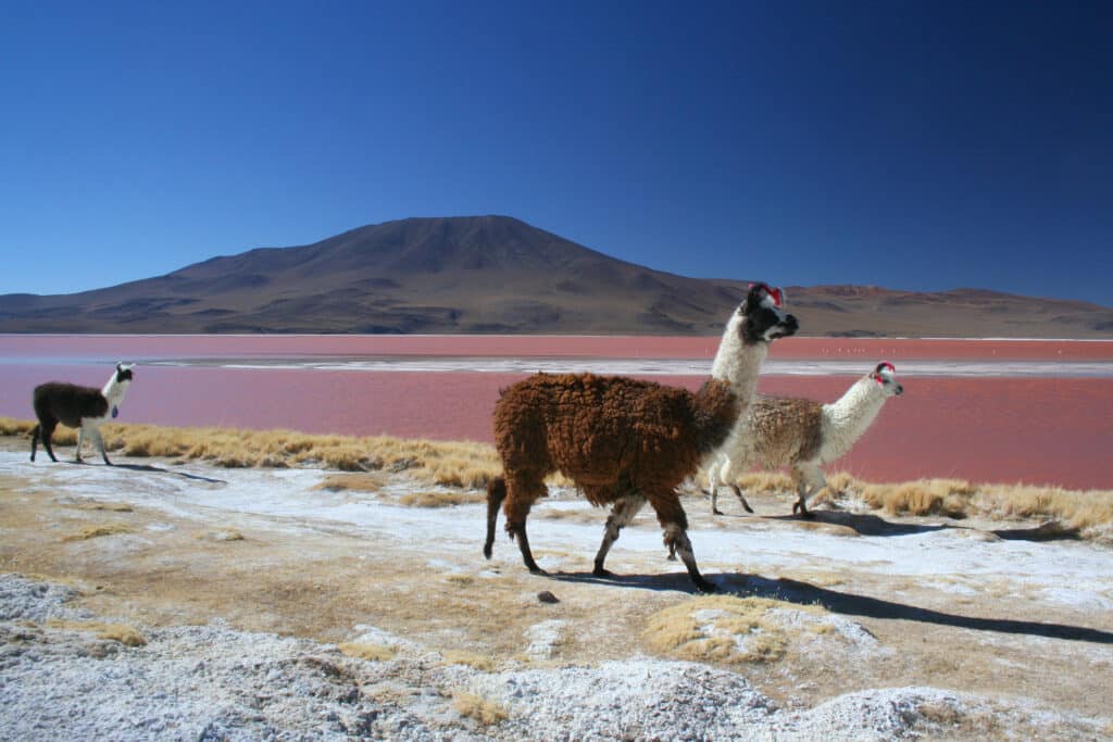 Groupe de lamas marchant près de la Laguna Colorada au sud-ouest de la Bolivie, avec un volcan en arrière-plan.