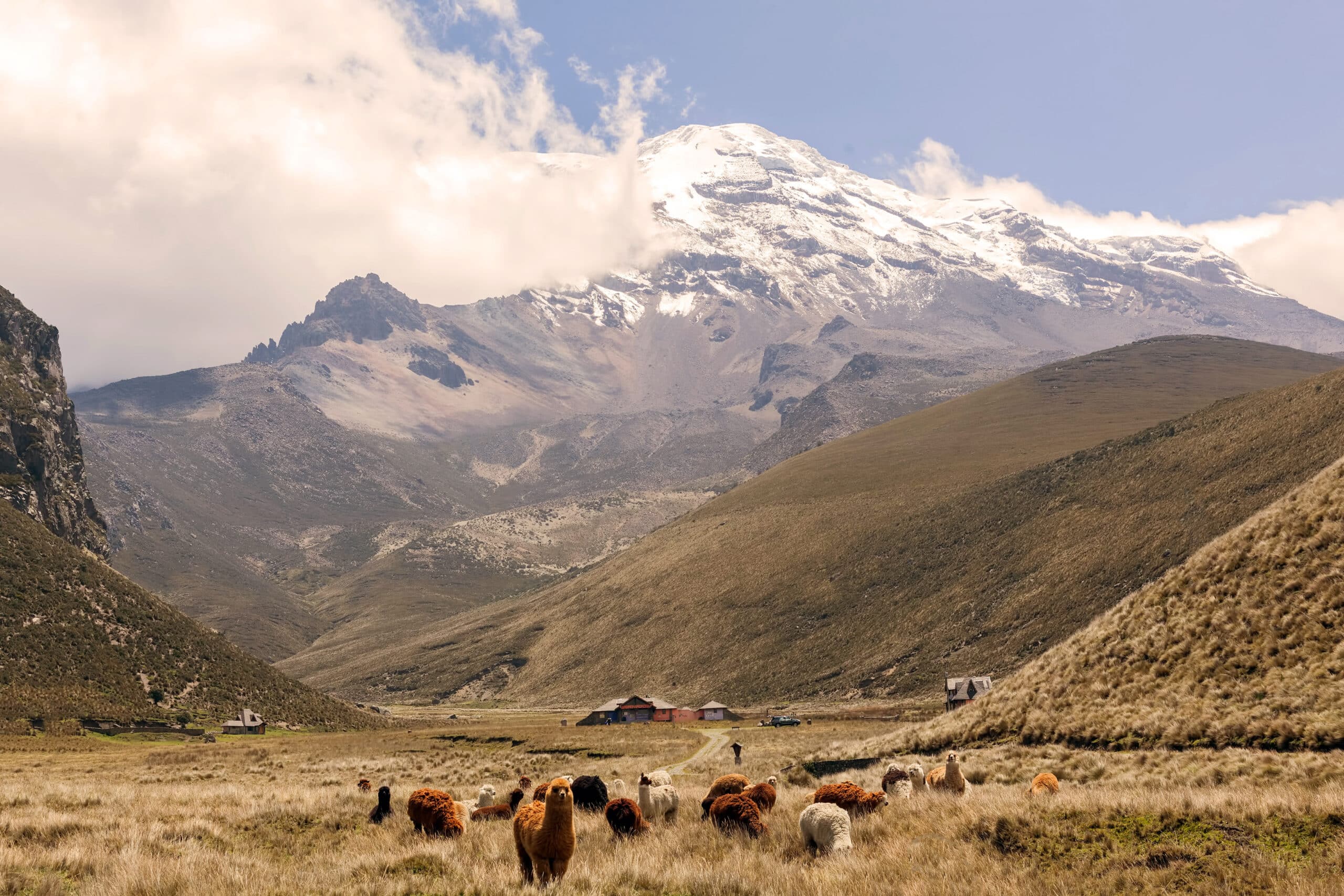 http://Troupeau%20d’alpagas%20dans%20une%20vallée%20andine%20face%20au%20volcan%20Chimborazo%20enneigé%20en%20Équateur.