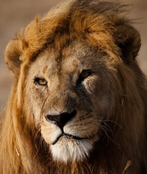 http://Portrait%20d’un%20lion%20mâle%20avec%20crinière%20dans%20la%20savane