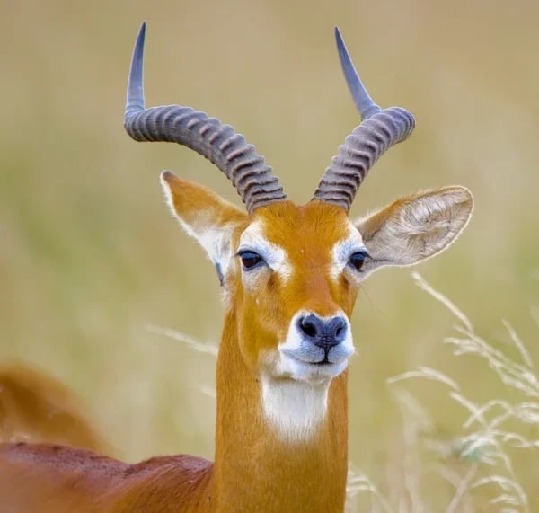 http://Antilope%20impala%20avec%20grandes%20cornes%20dans%20la%20savane