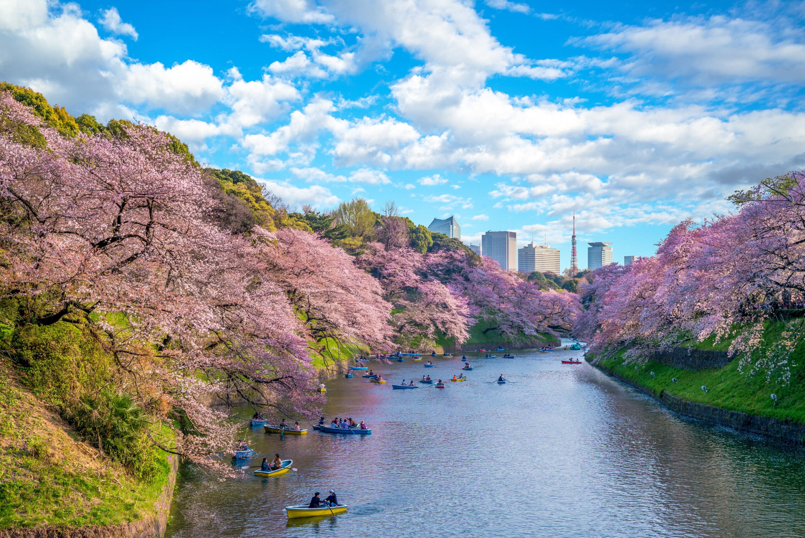 http://Fleurs%20de%20cerisier%20en%20pleine%20floraison%20à%20Chidorigafuchi,%20Tokyo,%20avec%20des%20barques%20sur%20l'eau%20et%20la%20skyline%20en%20arrière-plan.