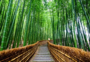 Chemin de pierre serpentant à travers la majestueuse forêt de bambous d’Arashiyama à Kyoto.