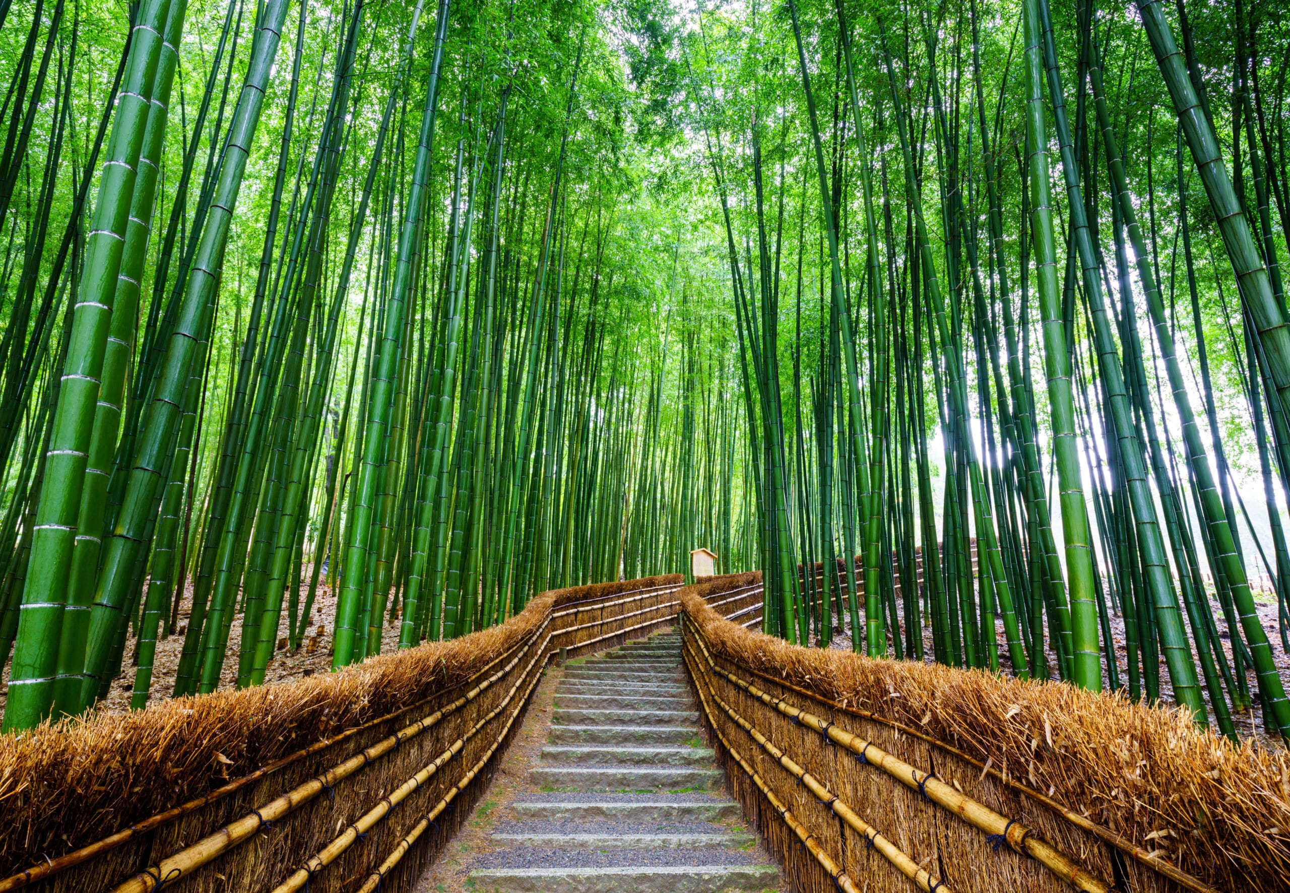 http://Chemin%20de%20pierre%20serpentant%20à%20travers%20la%20majestueuse%20forêt%20de%20bambous%20d’Arashiyama%20à%20Kyoto.