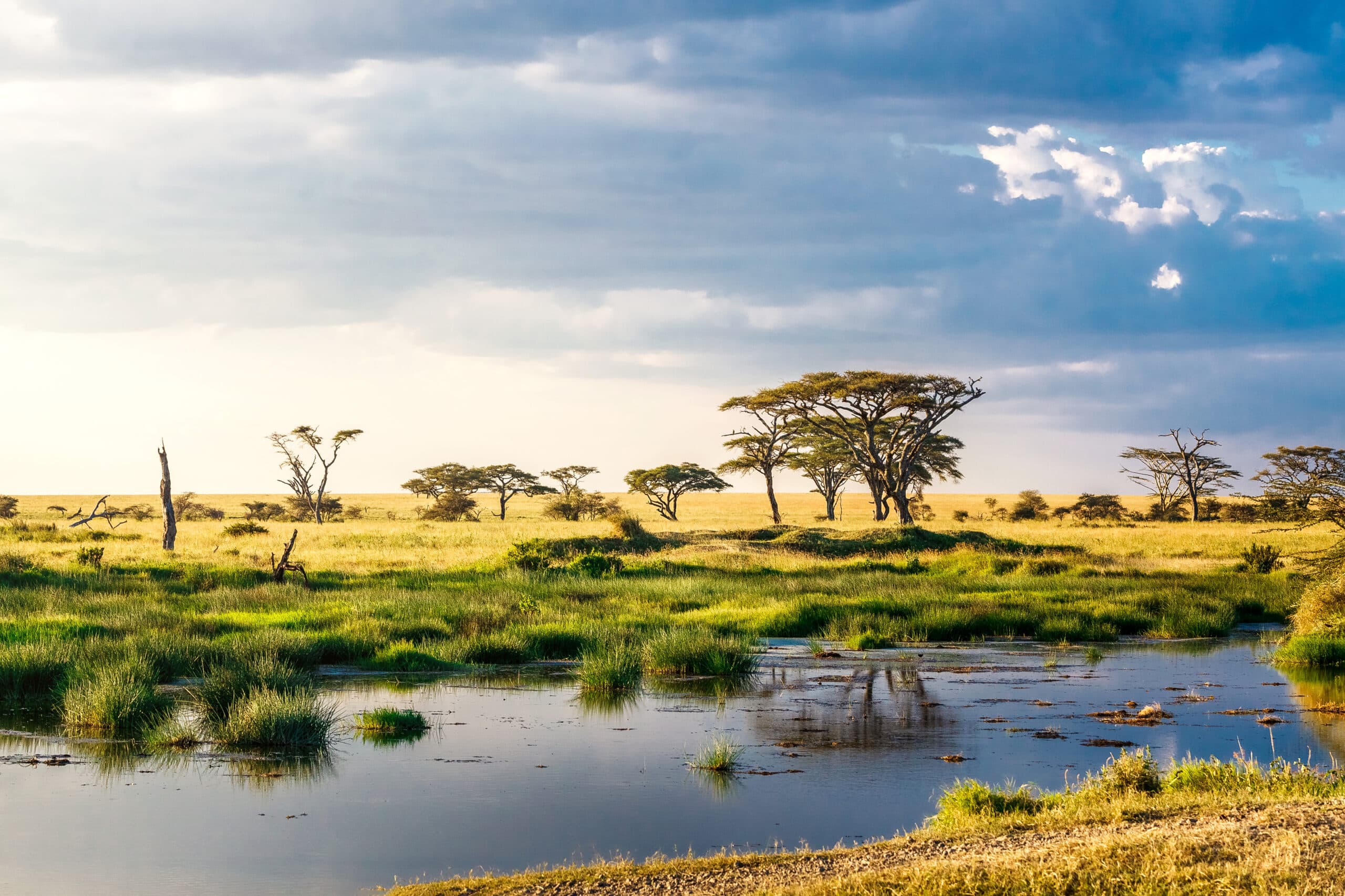 http://Étendue%20de%20savane%20verdoyante%20avec%20point%20d’eau%20et%20acacias%20sous%20un%20ciel%20partiellement%20nuageux%20dans%20le%20parc%20du%20Serengeti.
