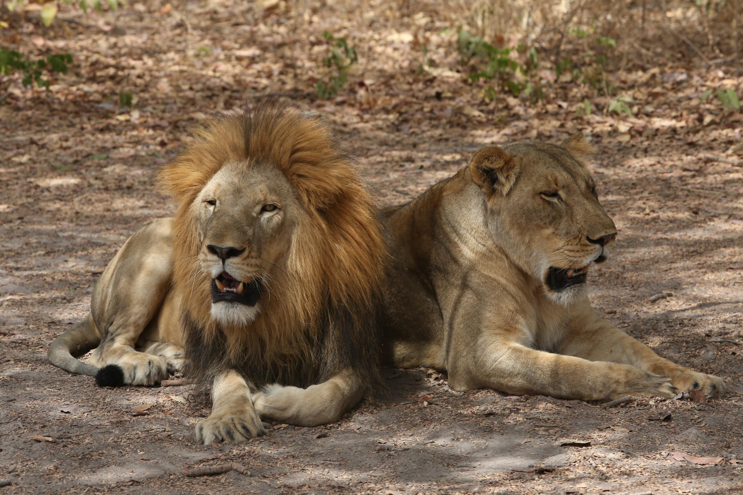 http://Lion%20et%20lionne%20allongés%20dans%20la%20savane,%20observant%20les%20alentours%20lors%20d’un%20safari%20en%20Afrique.