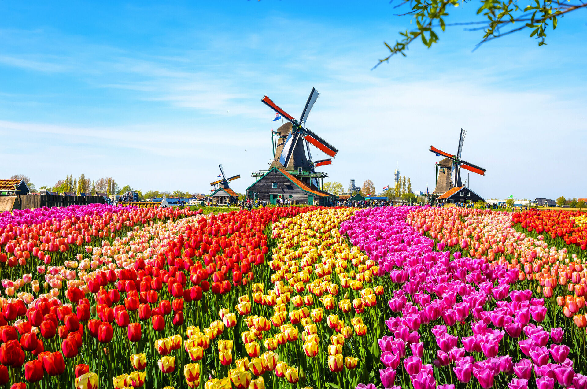 La Hollande, pays des tulipes