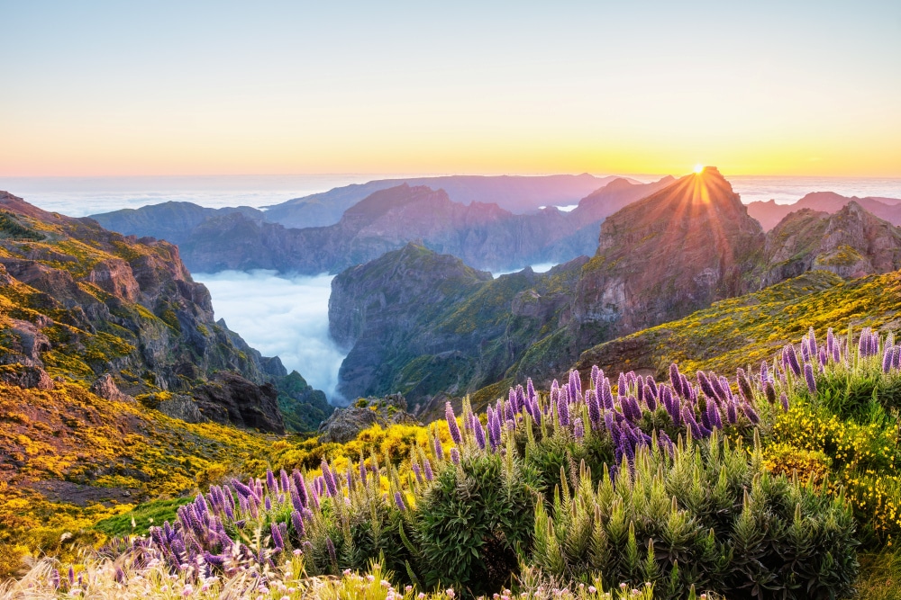 http://Paysage%20montagneux%20de%20Madère%20au%20lever%20du%20soleil%20avec%20des%20fleurs%20violettes%20au%20premier%20plan