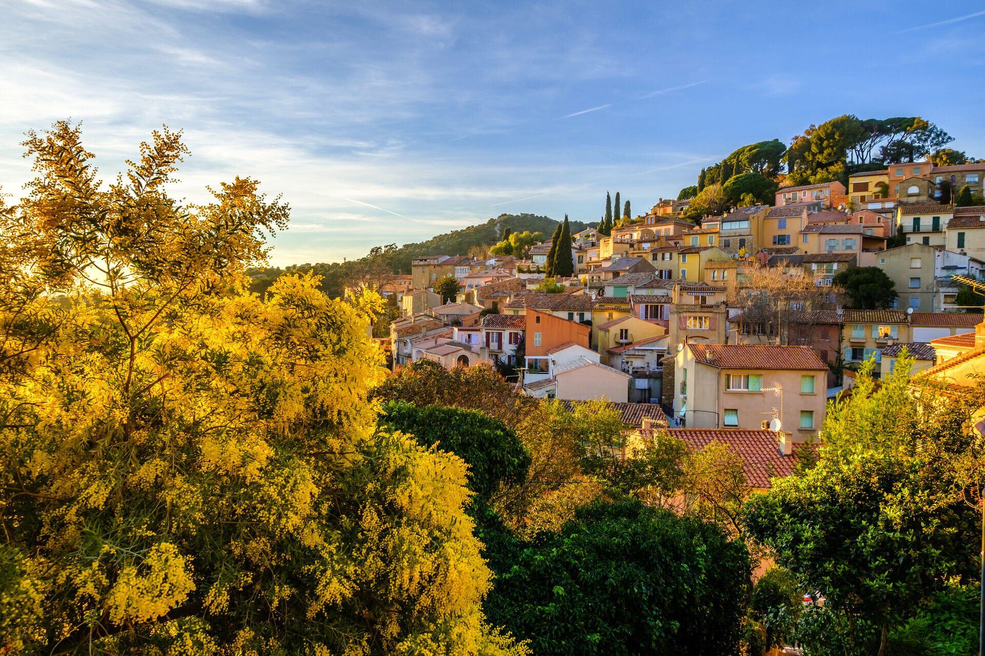 La Côte d’azur et la Fête du Mimosa