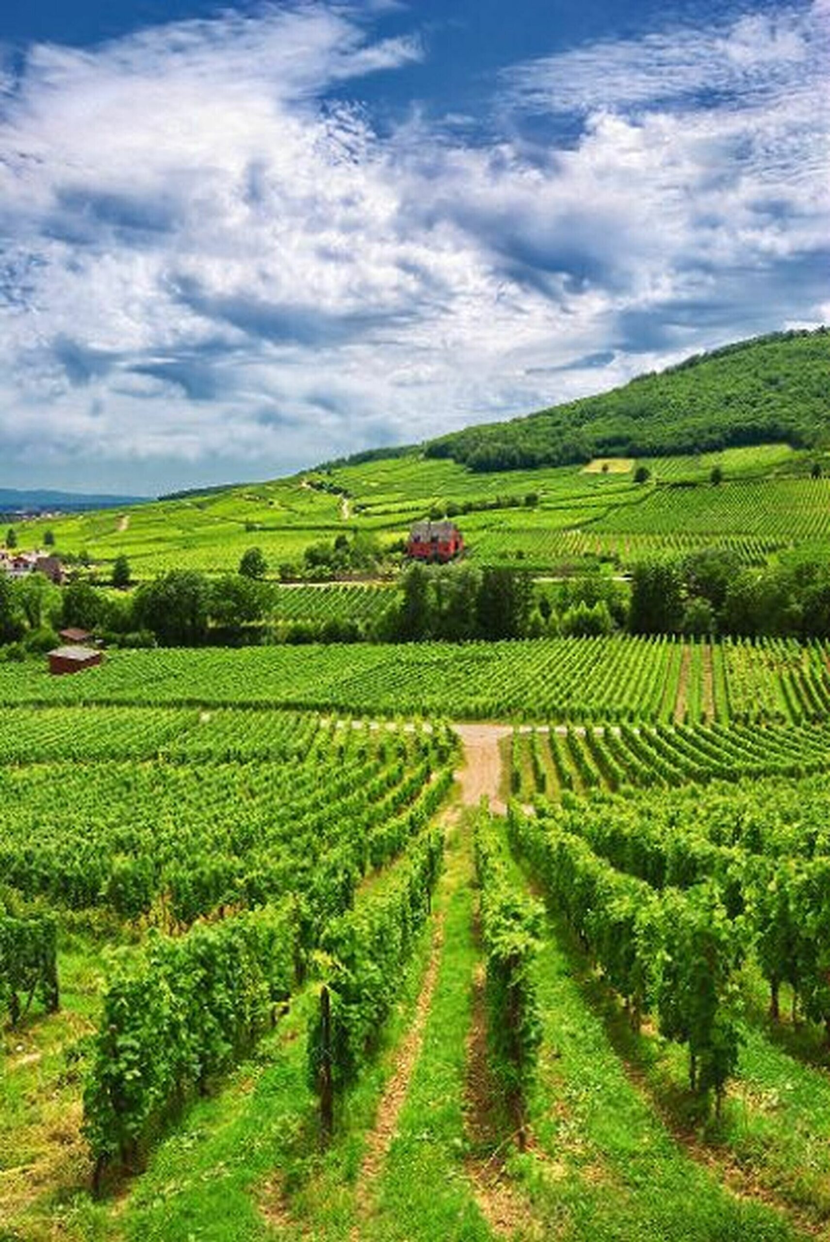 Das Elsass