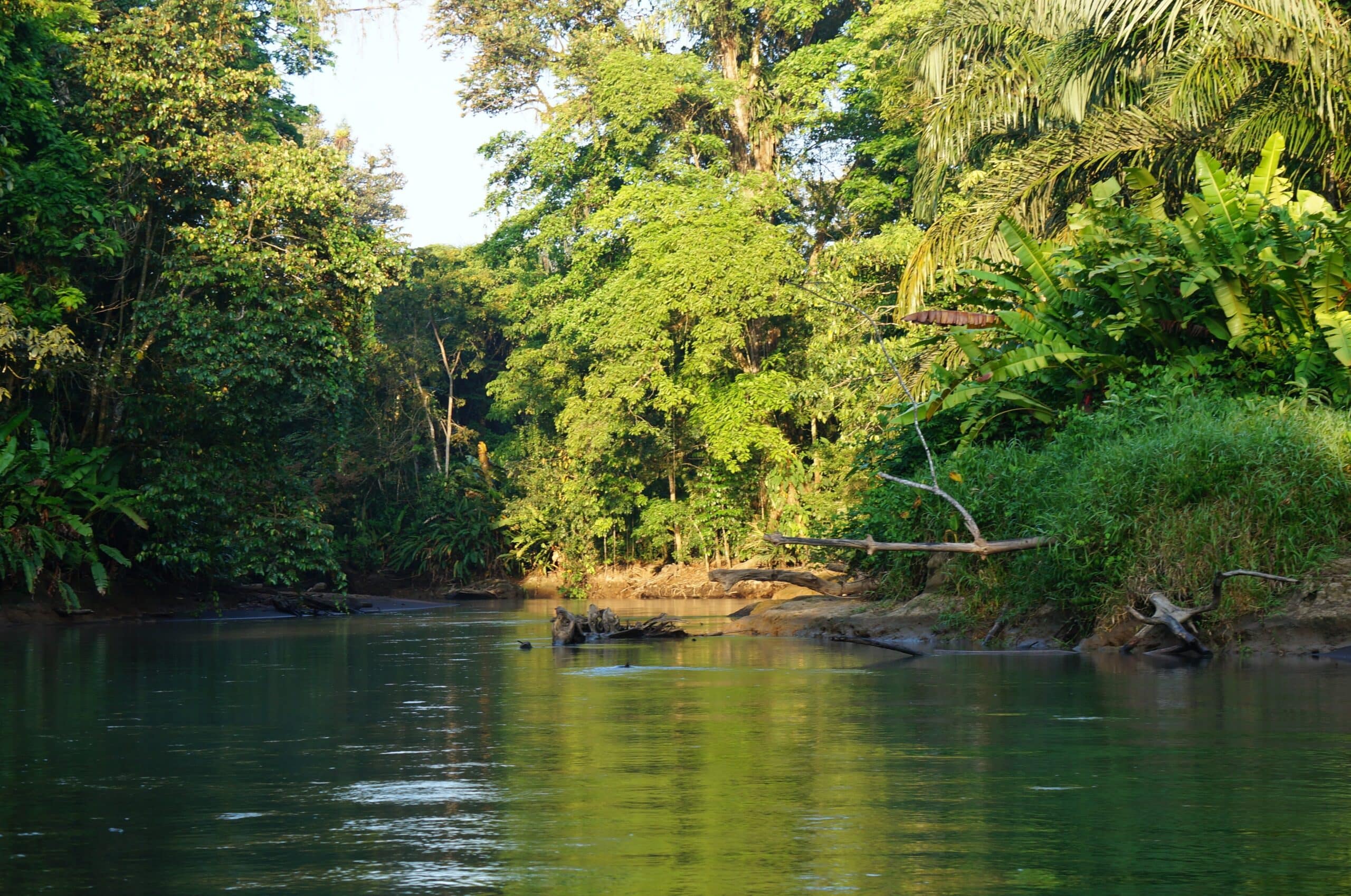 http://Rivière%20calme%20serpentant%20à%20travers%20la%20forêt%20tropicale%20dense%20de%20Tortuguero