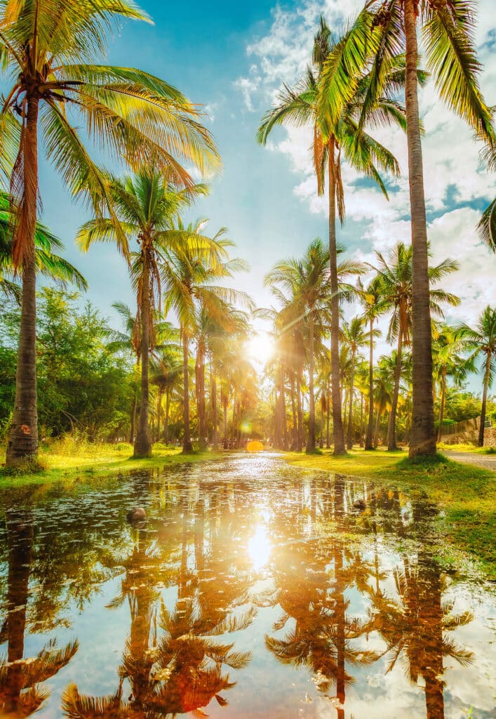 Allée de palmiers tropicaux au lever du soleil avec reflets dans une eau calme