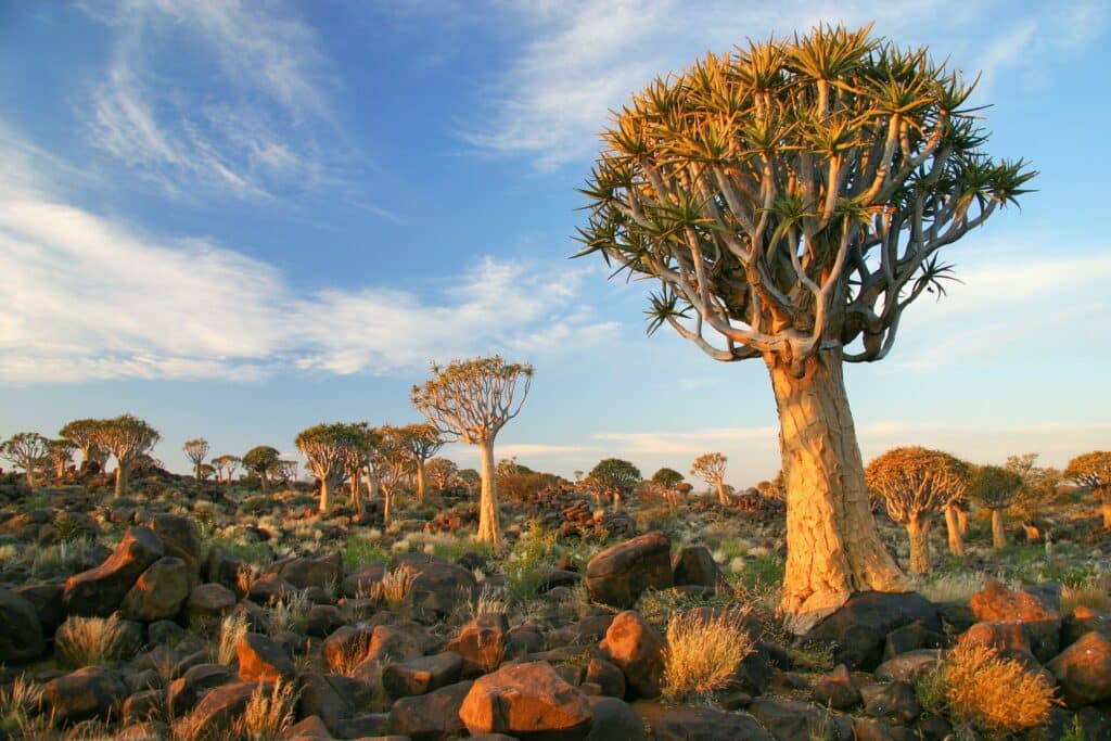 Arbres à carquois dans une forêt rocheuse au coucher du soleil en Namibie