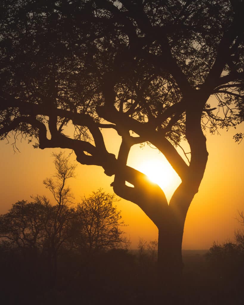 Silhouette d’un arbre au coucher de soleil dans la savane africaine