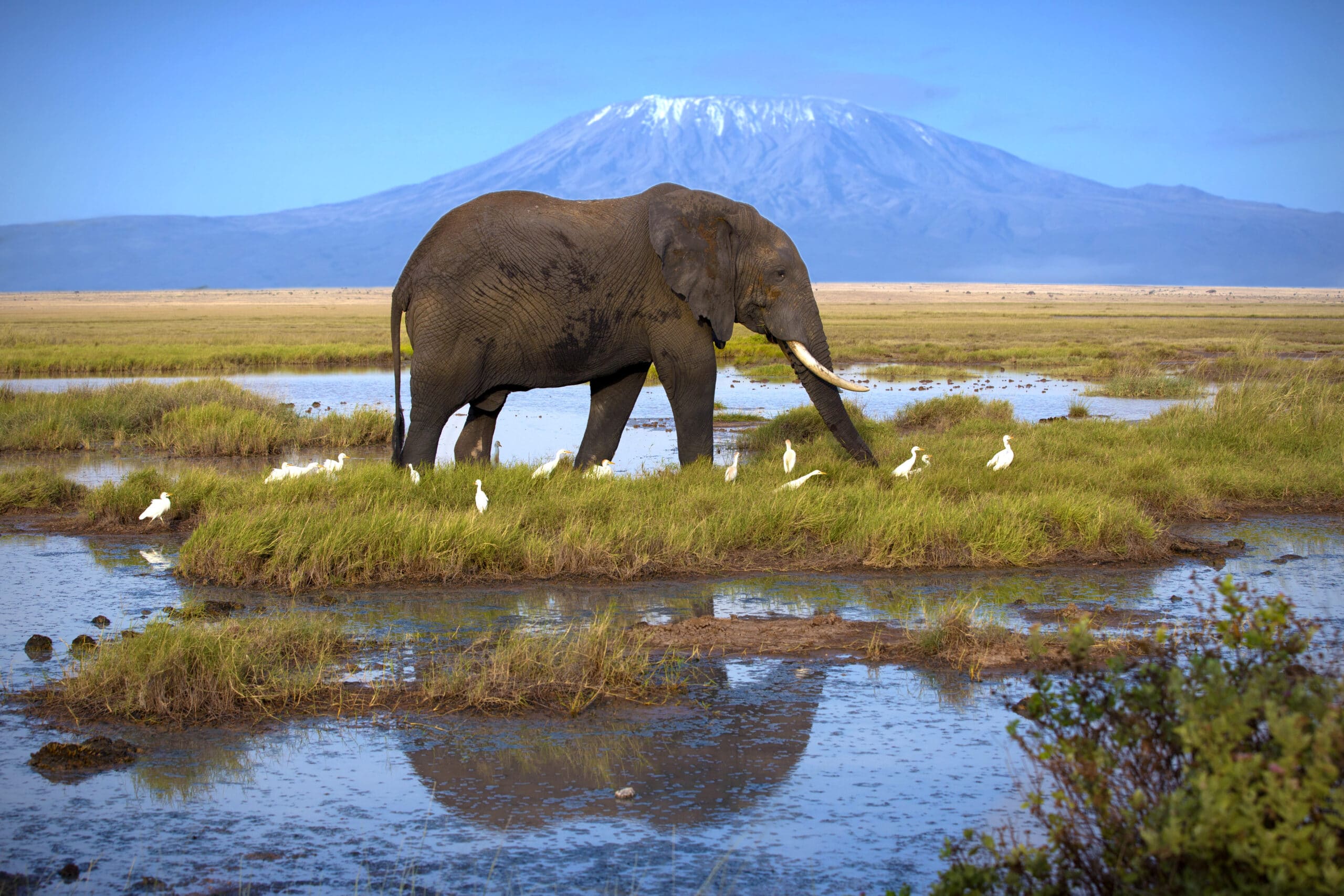 http://Éléphant%20marchant%20dans%20la%20savane%20avec%20le%20mont%20Kilimandjaro%20en%20arrière-plan