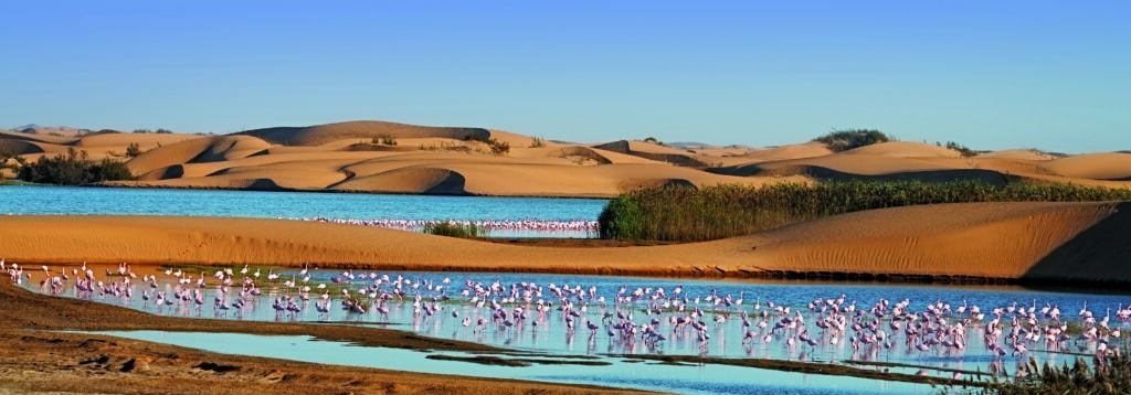 Groupe de flamants roses dans un point d’eau entouré de dunes de sable en Namibie