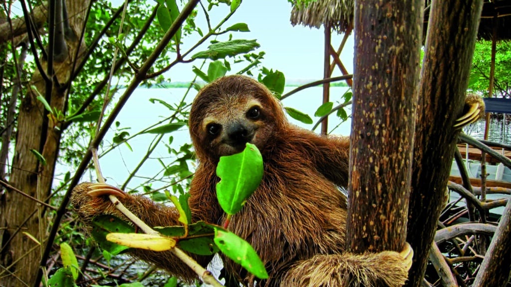 Un paresseux accroché à une branche dans la jungle du Costa Rica