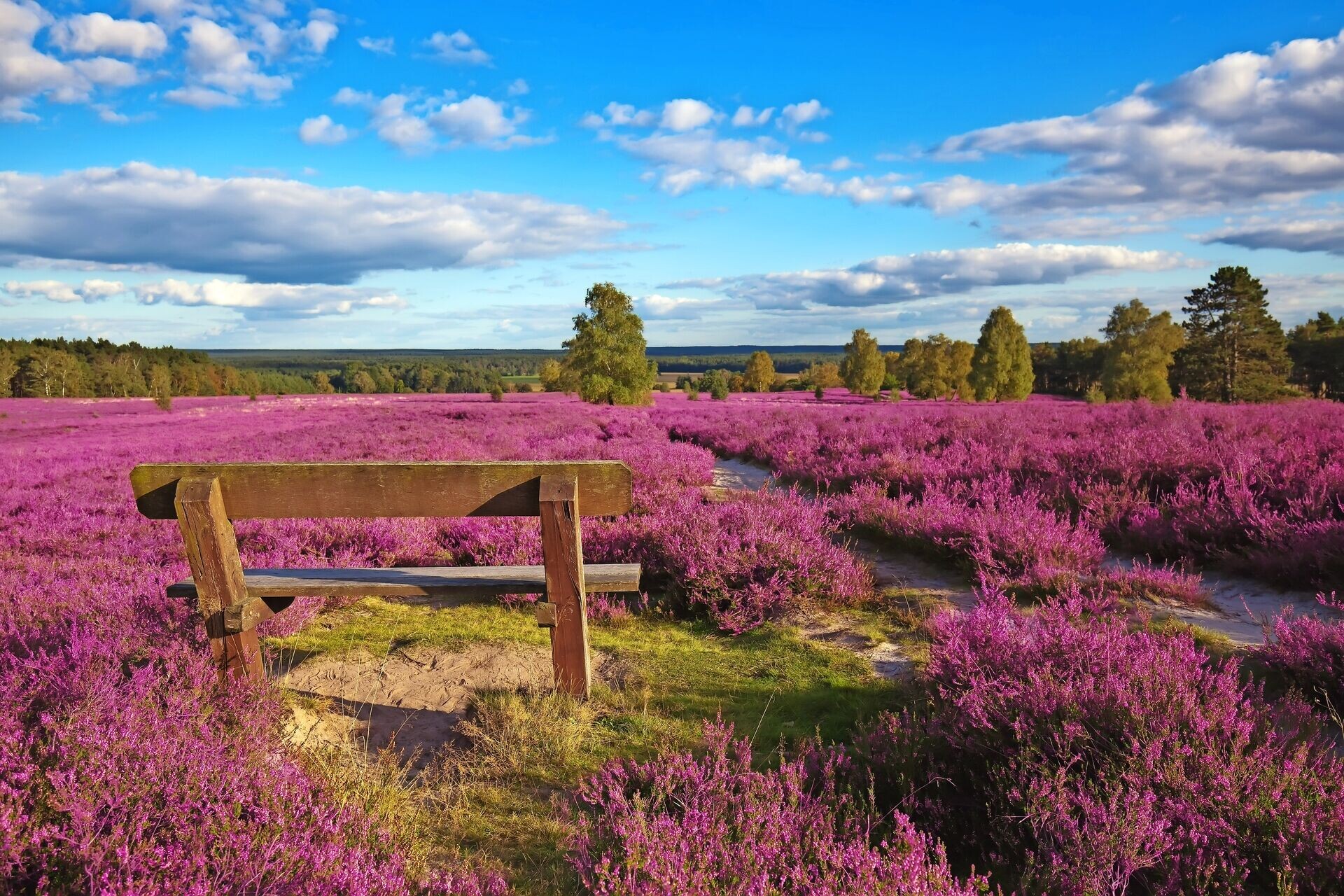 Heideblüte in der Lüneburger Heide