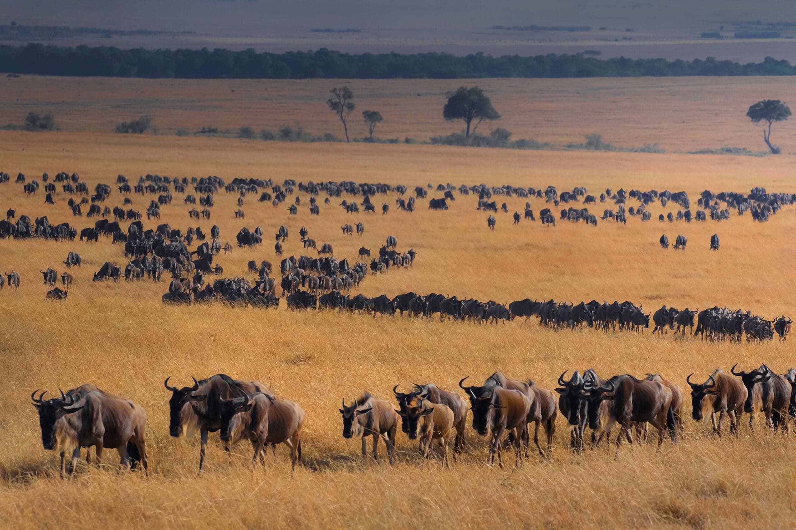 Circuit privé en tanzanie
