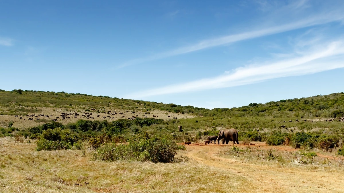 http://Troupeau%20d’éléphants%20marchant%20dans%20la%20savane%20avec%20collines%20verdoyantes%20en%20arrière-plan