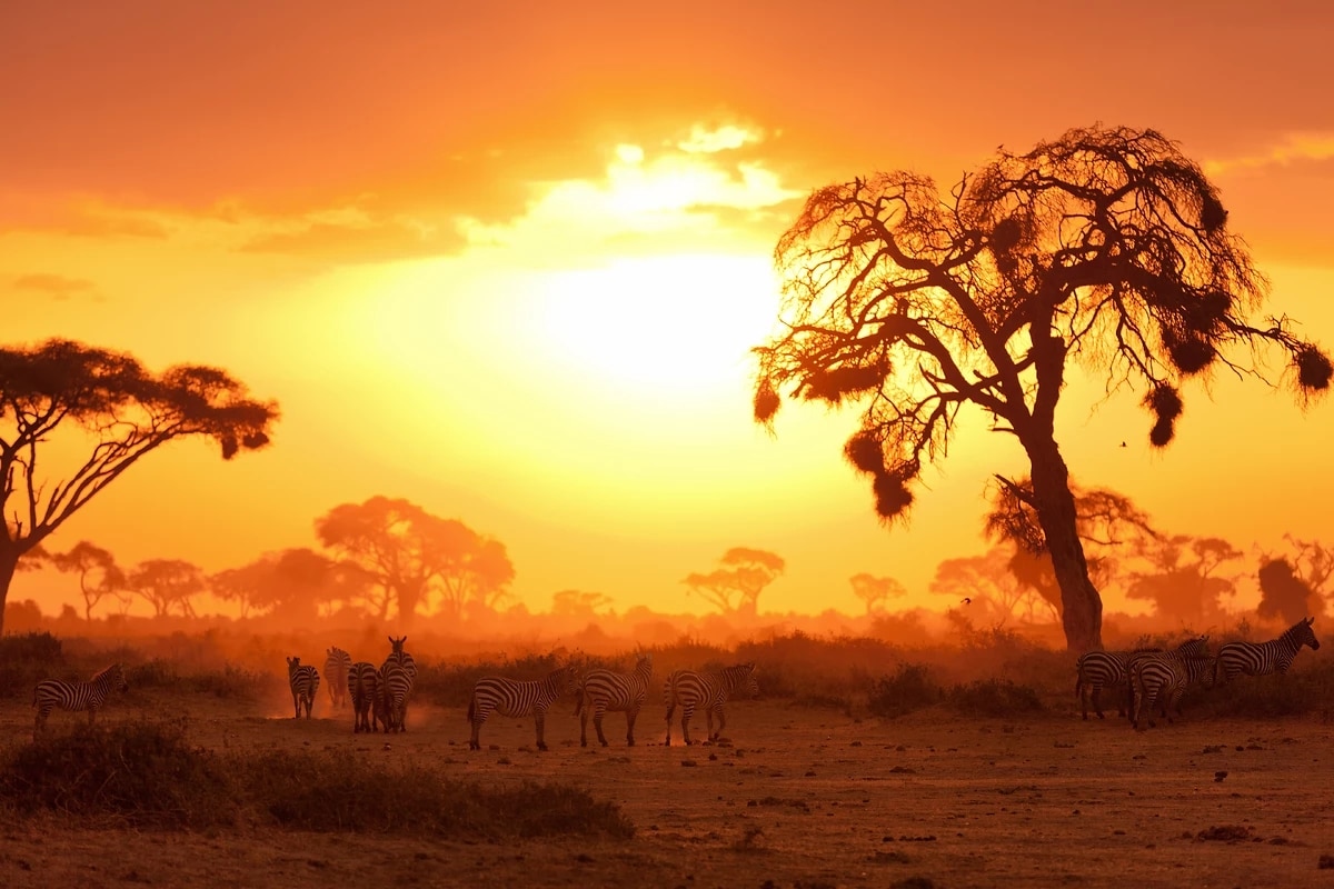 http://Zèbres%20dans%20la%20savane%20africaine%20au%20coucher%20du%20soleil%20avec%20arbre%20en%20silhouette