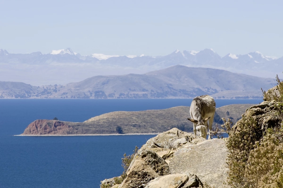 http://Âne%20broutant%20sur%20un%20promontoire%20rocheux%20avec%20vue%20sur%20le%20lac%20Titicaca%20et%20les%20montagnes%20andines