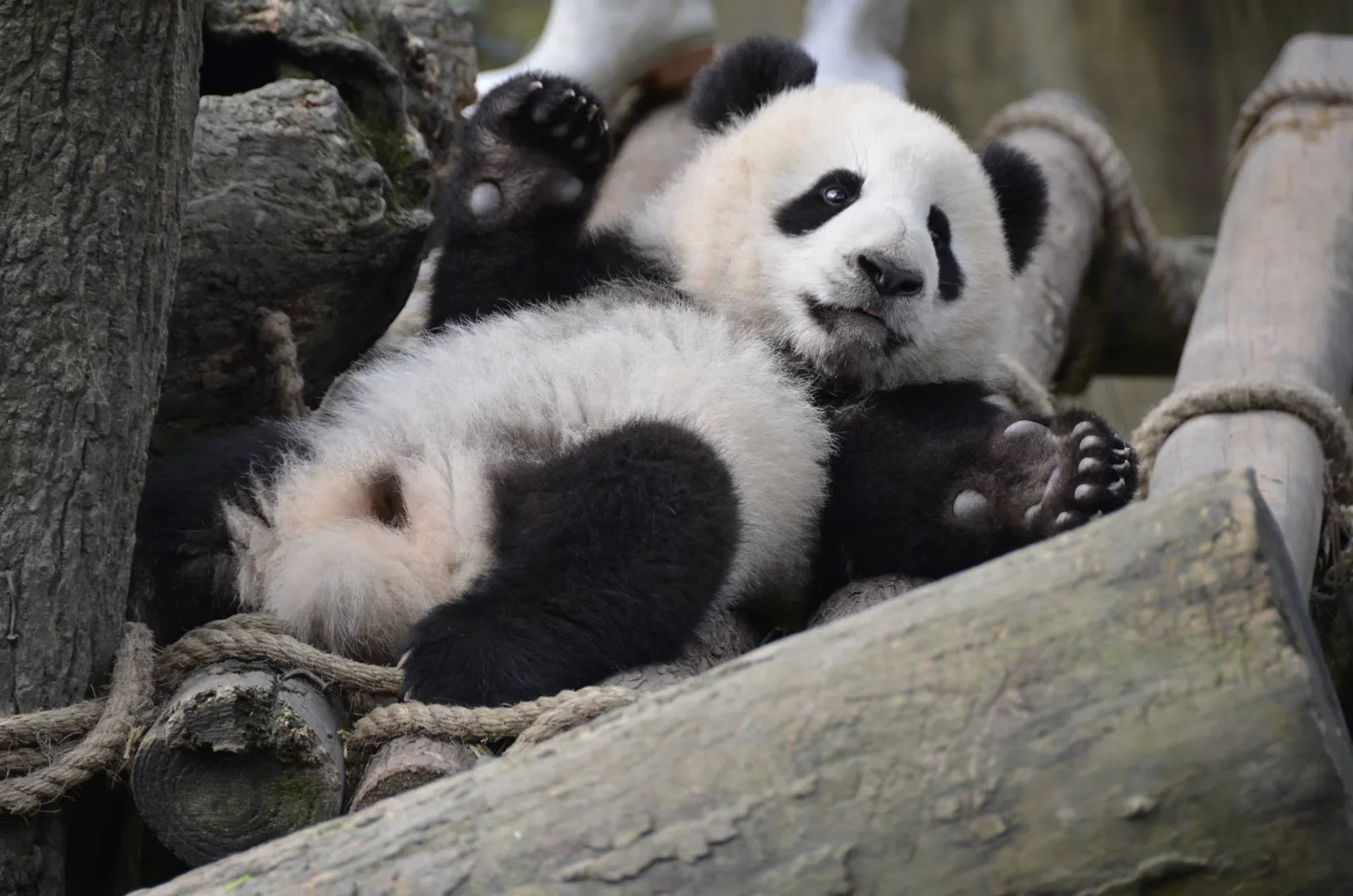 http://Un%20panda%20géant%20se%20repose%20paisiblement%20dans%20son%20habitat.