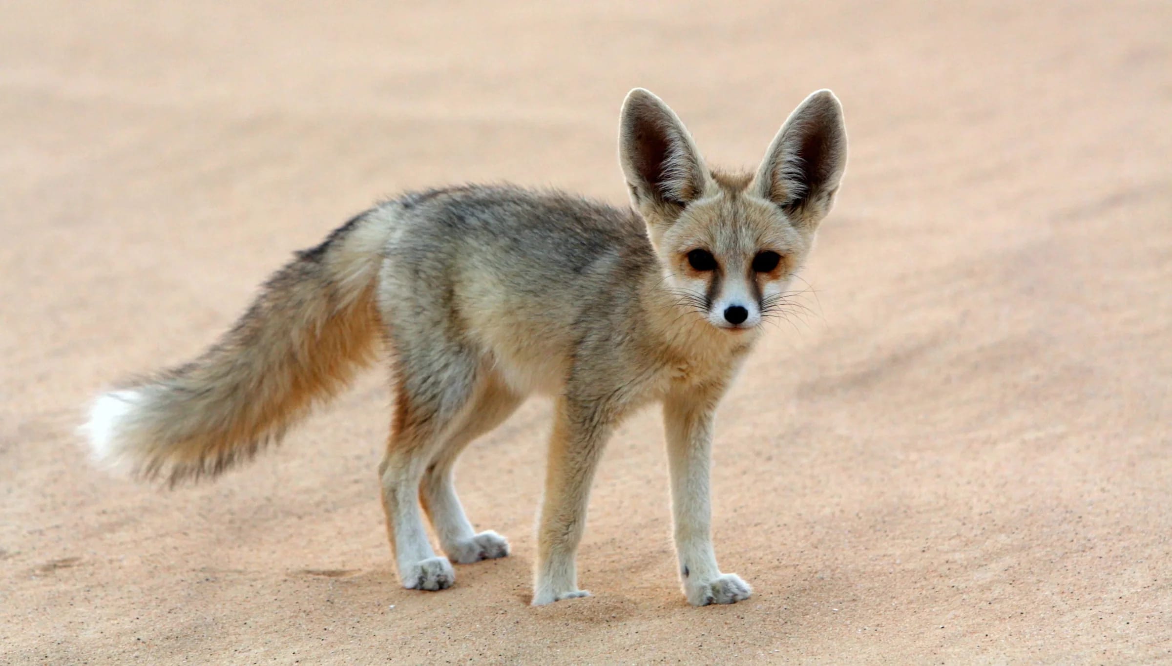 http://Petit%20renard%20fennec%20aux%20grandes%20oreilles%20debout%20sur%20le%20sable%20du%20désert