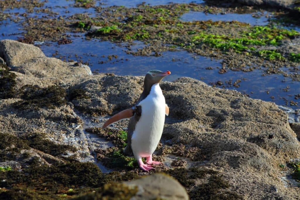 Une faune unique à observer en Nouvelle-Zélande