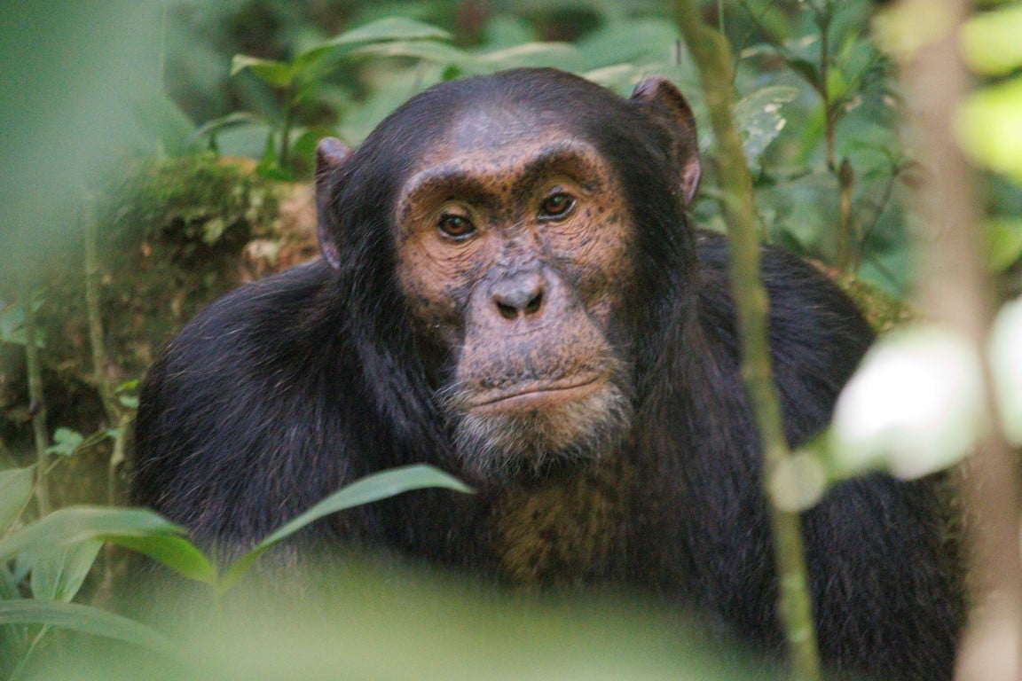 http://Gros%20plan%20d’un%20chimpanzé%20dans%20une%20forêt%20dense%20observant%20son%20environnement