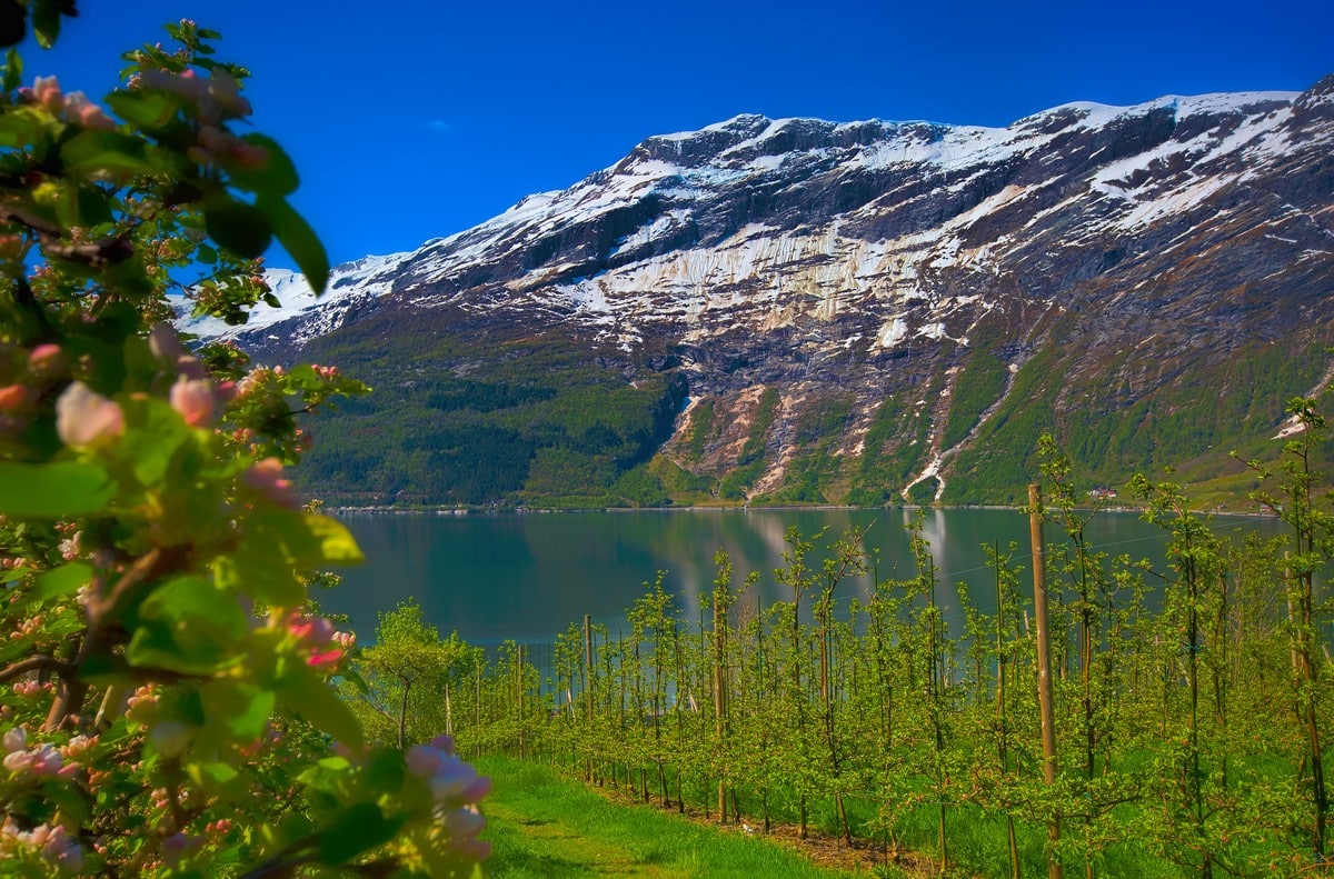 http://Verger%20verdoyant%20face%20à%20un%20fjord%20entouré%20de%20montagnes%20enneigées%20en%20Norvège