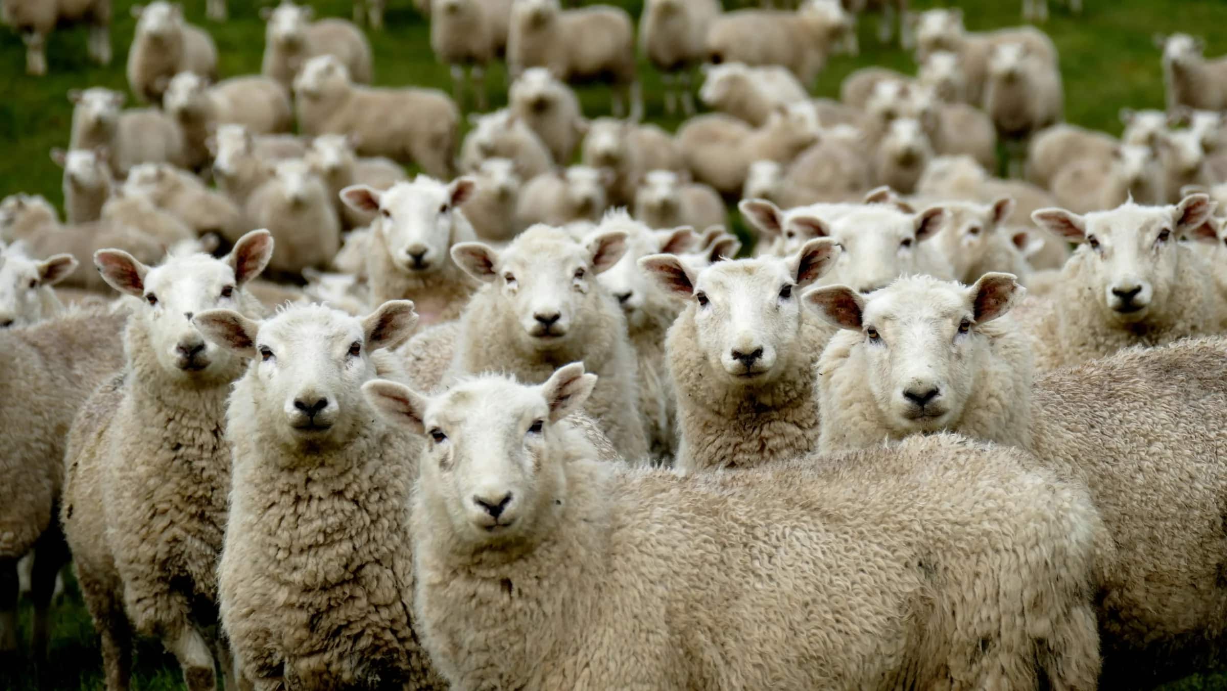 http://Troupeau%20de%20moutons%20regroupés%20dans%20un%20champ%20de%20campagne%20verdoyante