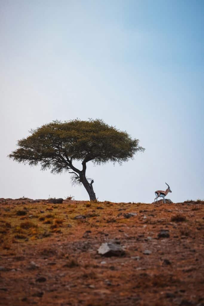 Antilope marchant près d’un arbre solitaire dans la savane africaine