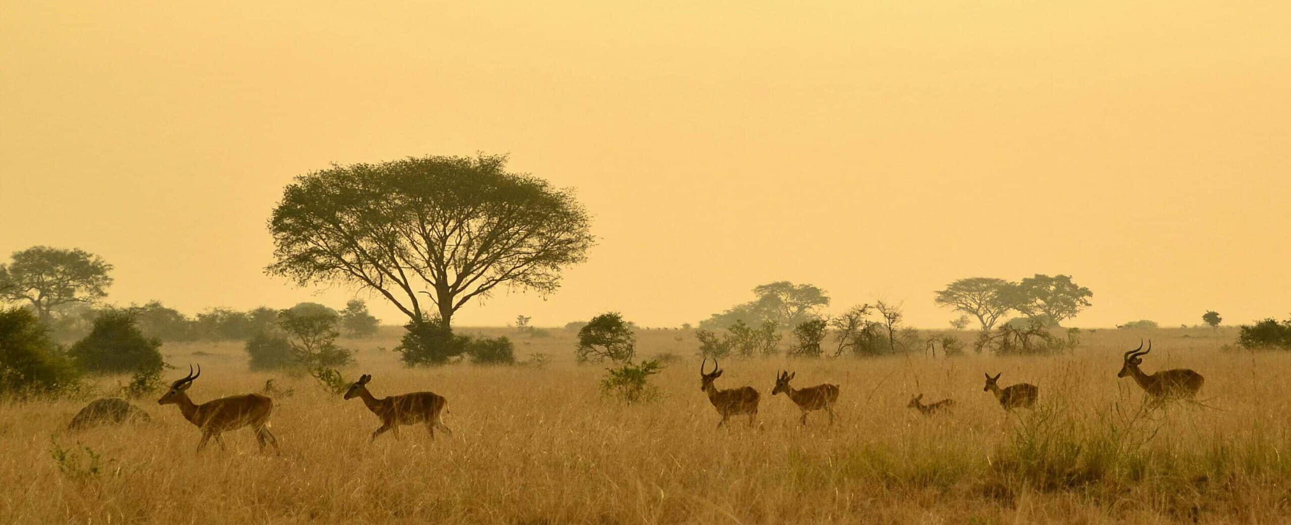 Les Hauts Lieux de l’Ouganda