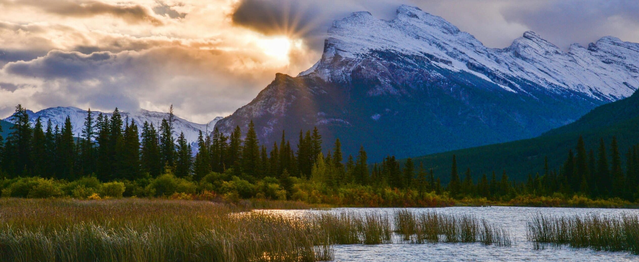 Circuit Into the Wild