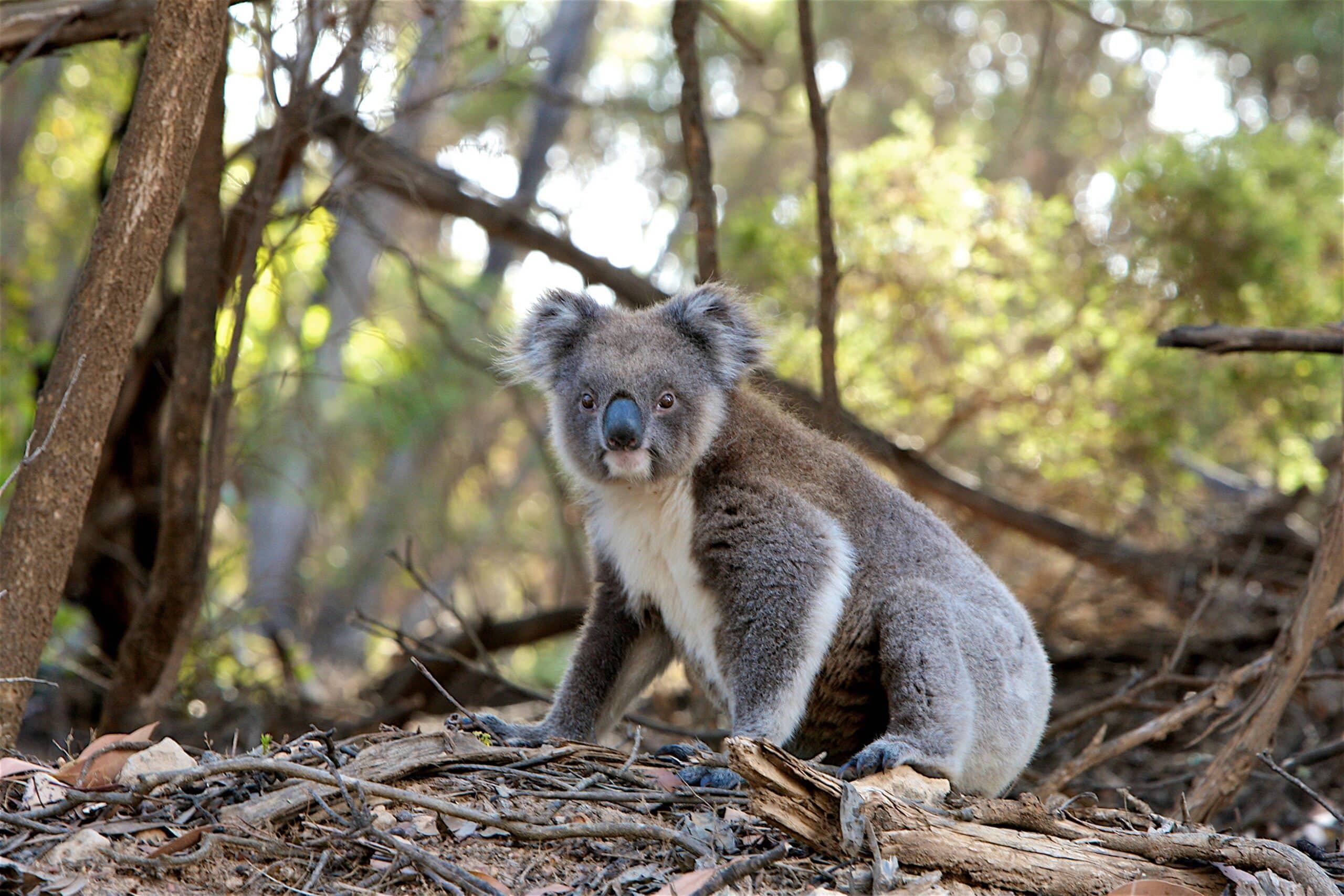 http://Koala%20assis%20au%20sol%20dans%20une%20forêt%20d'eucalyptus%20en%20Australie,%20observant%20son%20environnement.