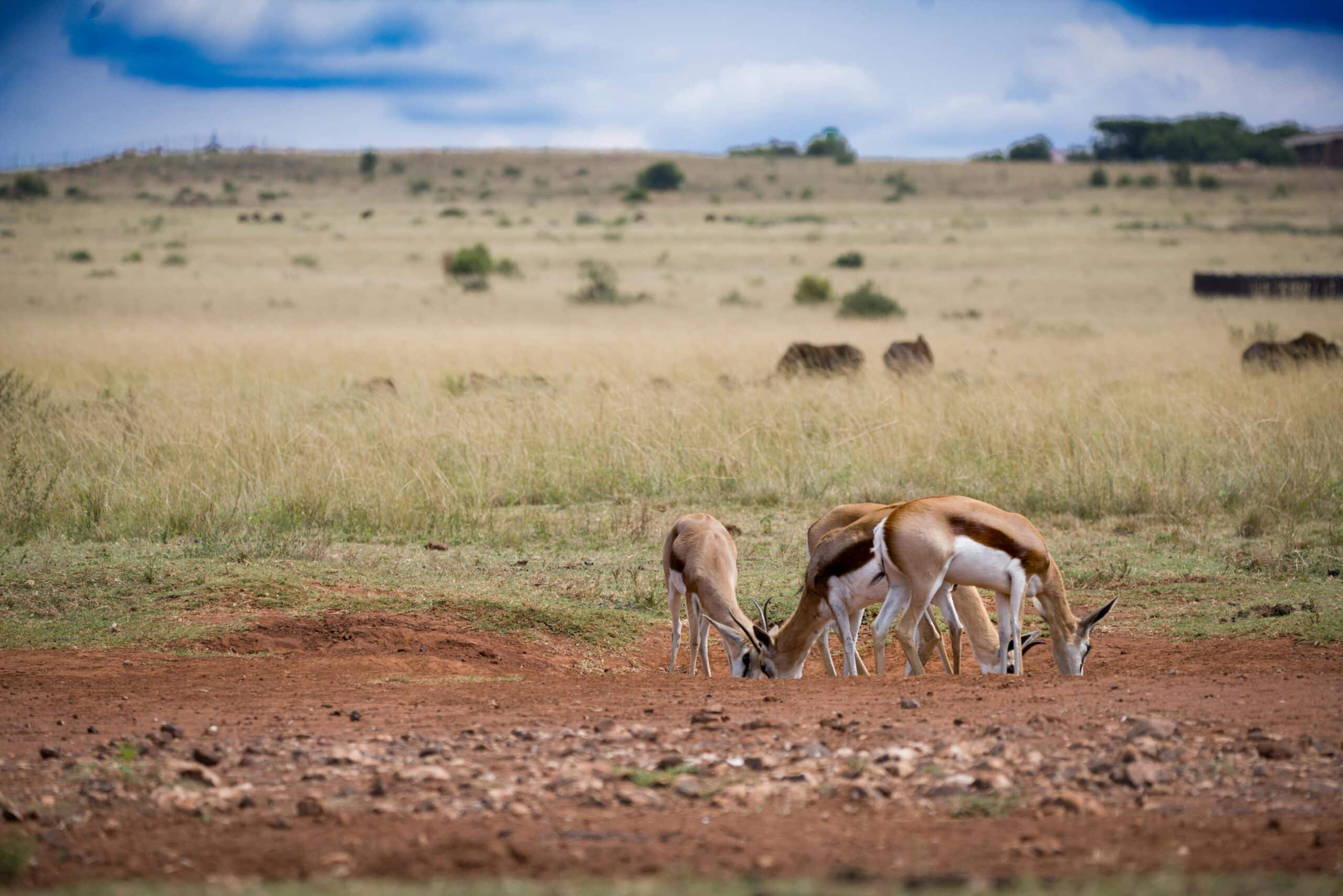 http://Scène%20paisible%20de%20faune%20sauvage%20dans%20les%20plaines%20africaines.