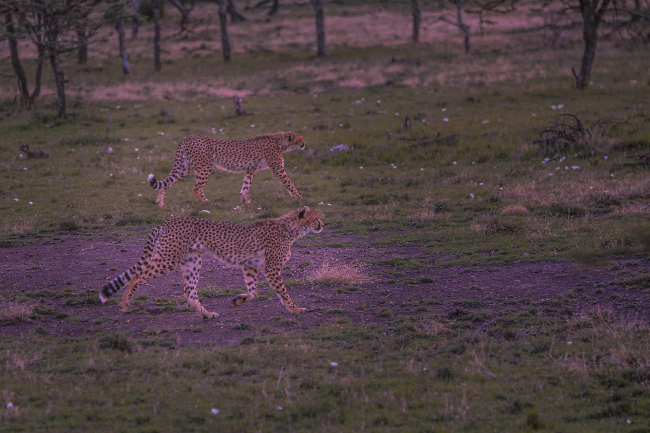http://Deux%20guépards%20marchant%20dans%20la%20savane%20africaine%20au%20coucher%20du%20jour