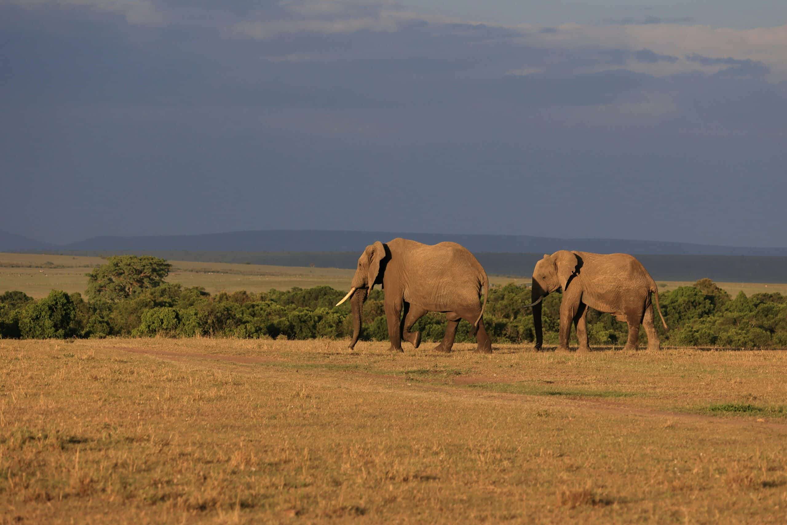 http://Deux%20éléphants%20marchant%20dans%20la%20savane%20lors%20d’un%20safari%20en%20Afrique