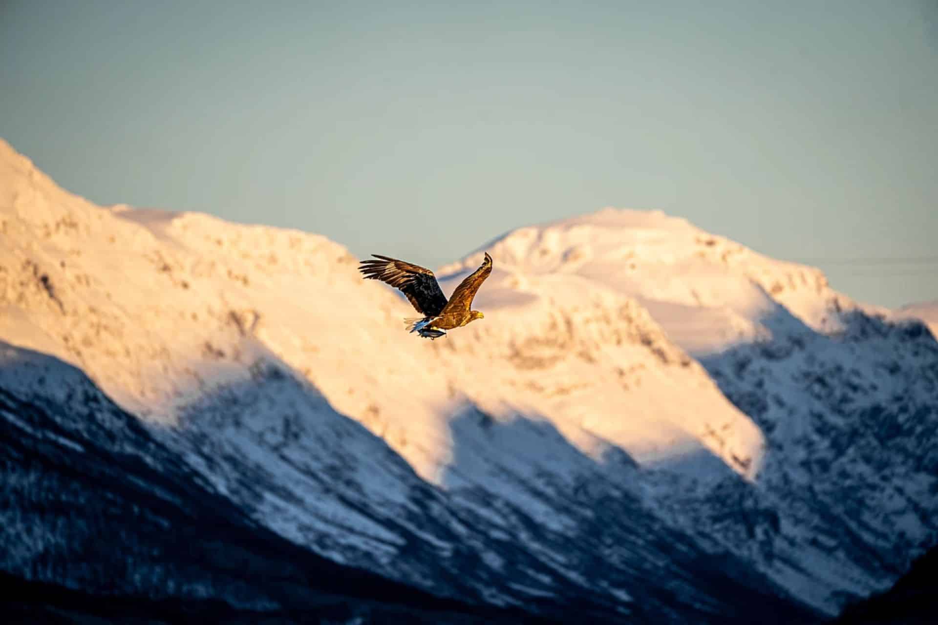 http://Aigle%20planant%20au-dessus%20de%20montagnes%20couvertes%20de%20neige%20au%20coucher%20du%20soleil
