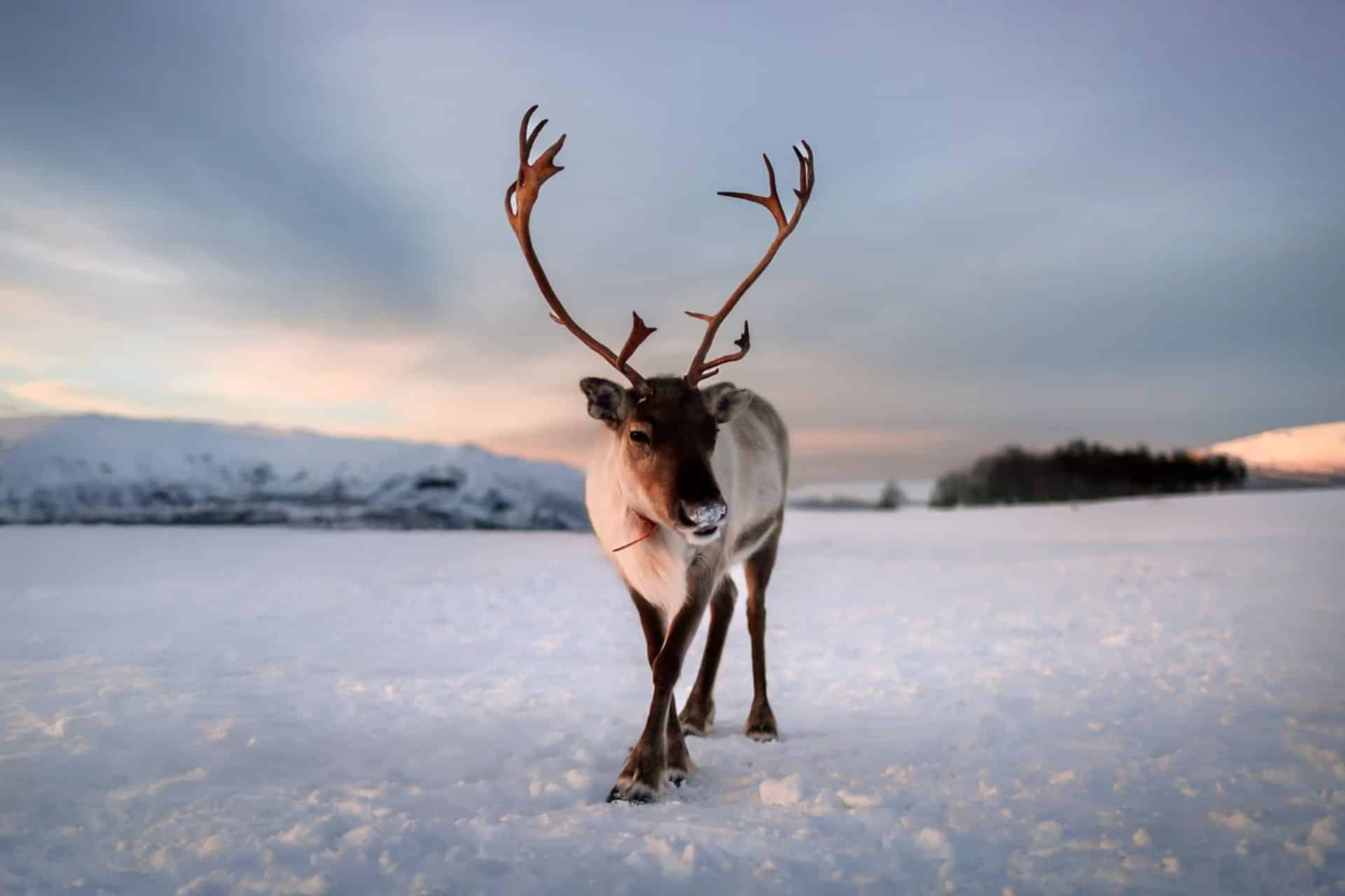 http://Renne%20marchant%20dans%20la%20neige%20au%20coucher%20du%20soleil%20dans%20un%20paysage%20nordique