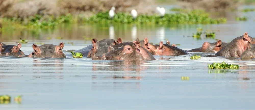 Les splendeurs du Kenya