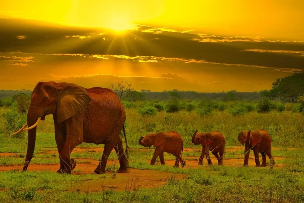 http://Famille%20d’éléphants%20marchant%20dans%20la%20savane%20africaine%20sous%20un%20coucher%20de%20soleil%20doré