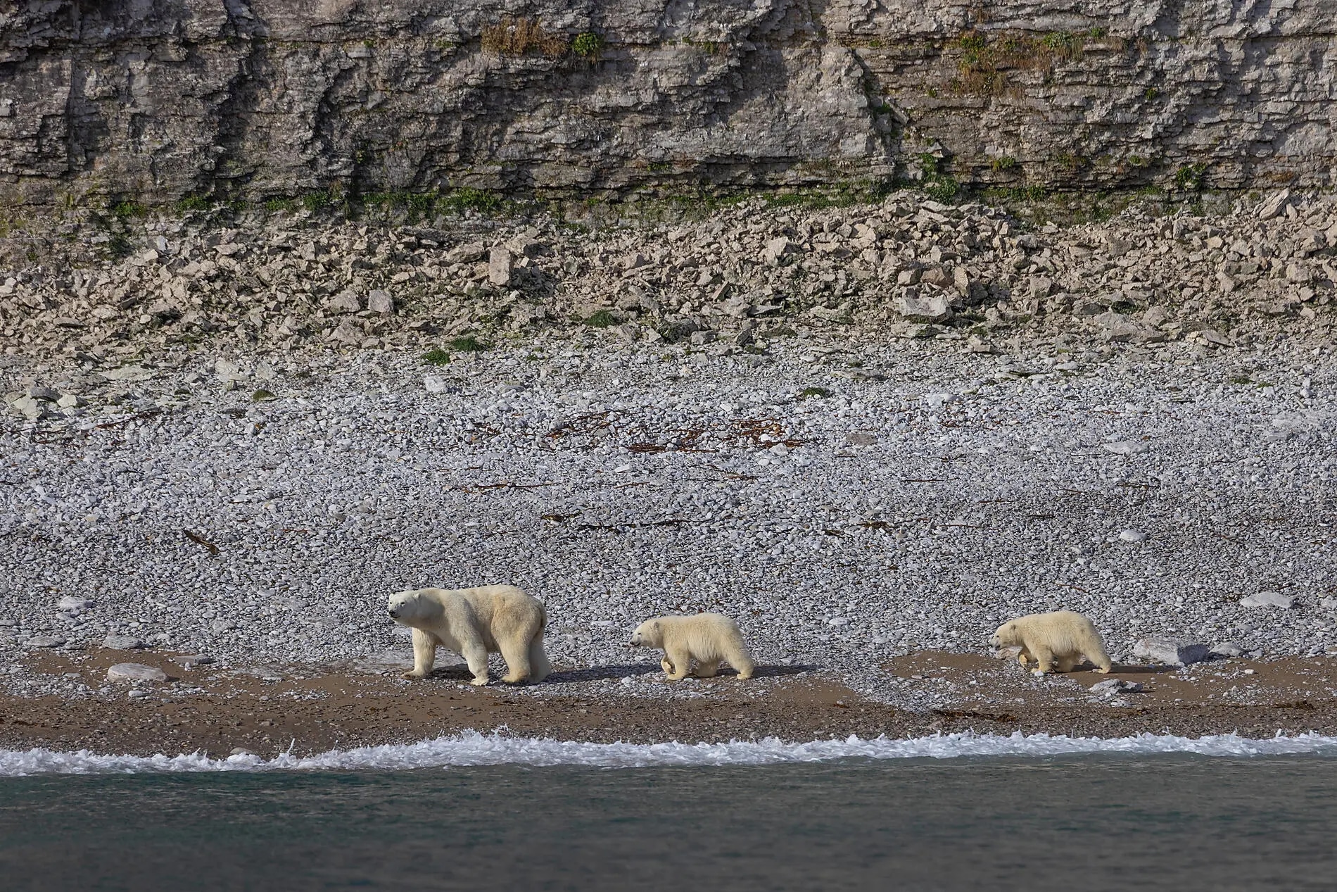 http://Des%20ours%20polaires%20évoluant%20dans%20leur%20habitat%20naturel.