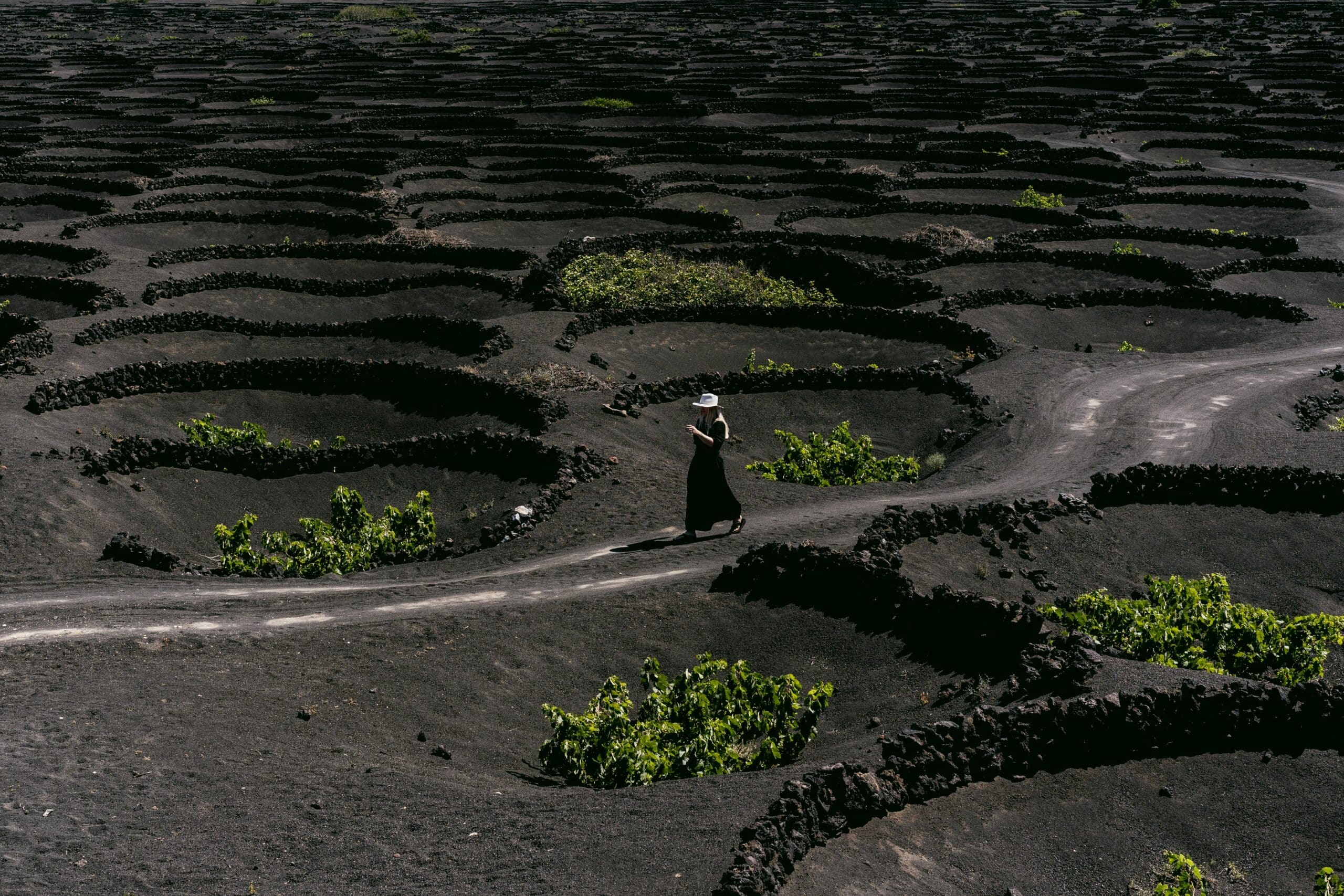 http://Vignes%20plantées%20dans%20des%20cratères%20de%20cendres%20volcaniques%20à%20Lanzarote