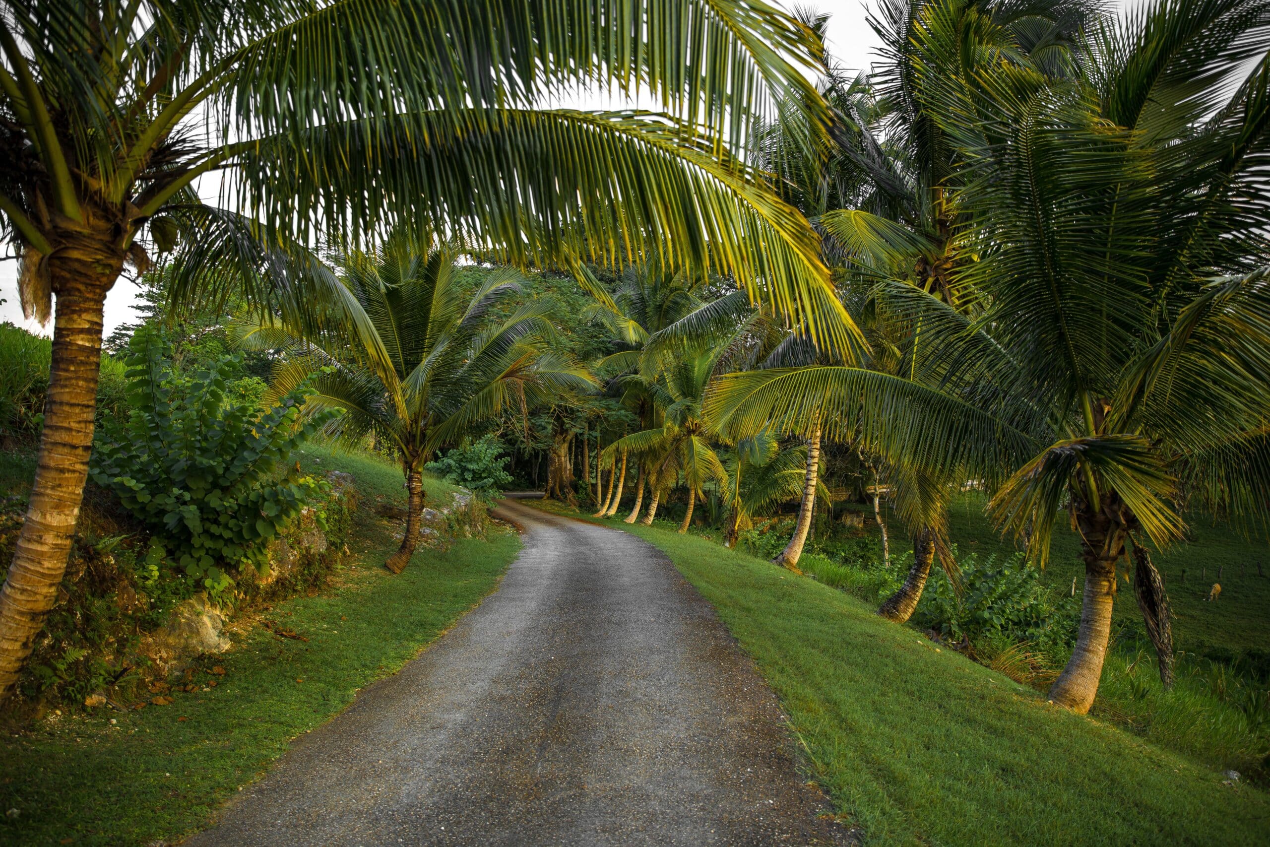 http://Petite%20route%20traversant%20une%20végétation%20luxuriante%20composée%20de%20cocotiers%20et%20de%20palmiers%20en%20Jamaïque.